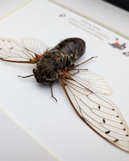 Framed Megapomponia intermedia, Giant cicada from Thailand, Taxidermy, 10x8 Nature Art