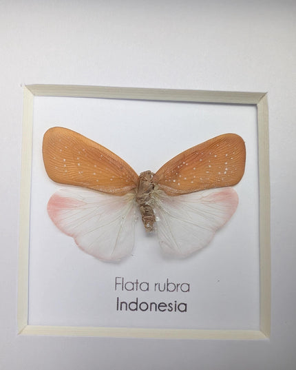 Framed Flata rubra, red flata planthopper Taxidermy, Entomology Gift, 4x4