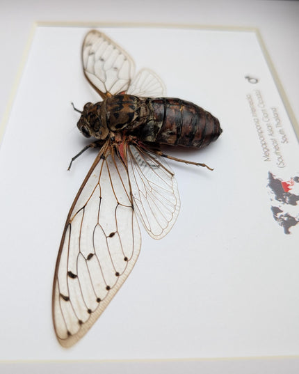 Framed Megapomponia intermedia, Giant cicada from Thailand, Taxidermy, 10x8 Nature Art