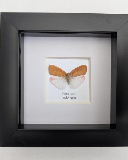 Framed Flata rubra, red flata planthopper Taxidermy, Entomology Gift, 4x4