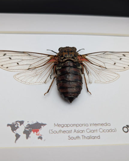 Framed Megapomponia intermedia, Giant cicada from Thailand, Taxidermy, 10x8 Nature Art