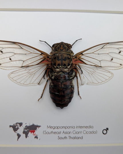 Framed Megapomponia intermedia, Giant cicada from Thailand, Taxidermy, 10x8 Nature Art