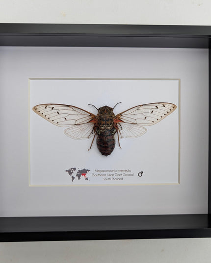 Framed Megapomponia intermedia, Giant cicada from Thailand, Taxidermy, 10x8 Nature Art