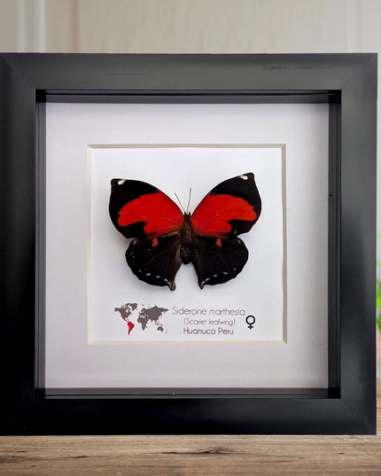 Framed scarlet leafwing butterfly - siderone galanthis thebais - 6"x6"