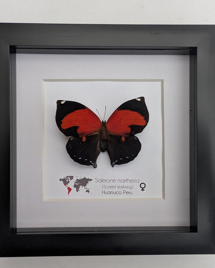 Framed scarlet leafwing butterfly - siderone galanthis thebais - 6"x6"