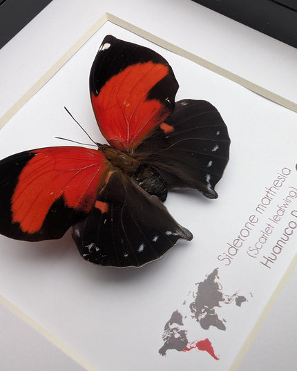 Framed scarlet leafwing butterfly - siderone galanthis thebais - 6"x6"