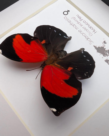 Framed scarlet leafwing butterfly - siderone galanthis thebais - 6"x6"
