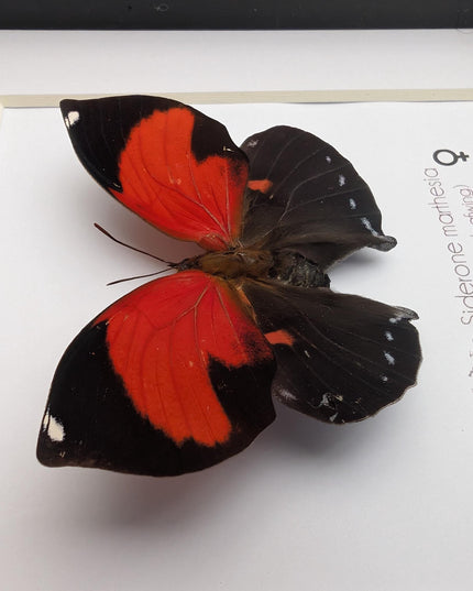 Framed scarlet leafwing butterfly - siderone galanthis thebais - 6"x6"