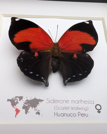Framed scarlet leafwing butterfly - siderone galanthis thebais - 6"x6"