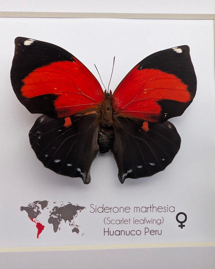 Framed scarlet leafwing butterfly - siderone galanthis thebais - 6"x6"