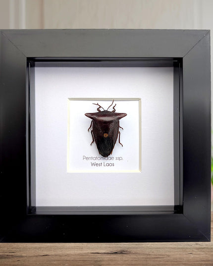 Framed Embolosterna taurus, Pentatomidae, Bull-horn shield bug  from Laos, frame 4" x 4 "