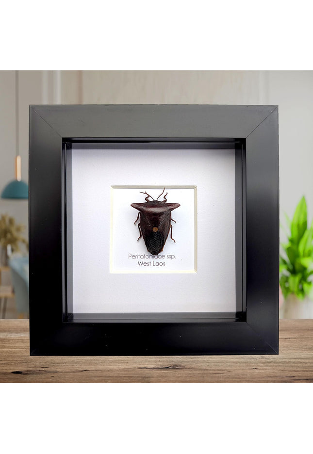Framed Embolosterna taurus, Pentatomidae, Bull-horn shield bug  from Laos, frame 4" x 4 "
