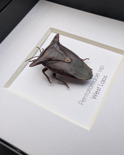 Framed Embolosterna taurus, Pentatomidae, Bull-horn shield bug  from Laos, frame 4" x 4 "