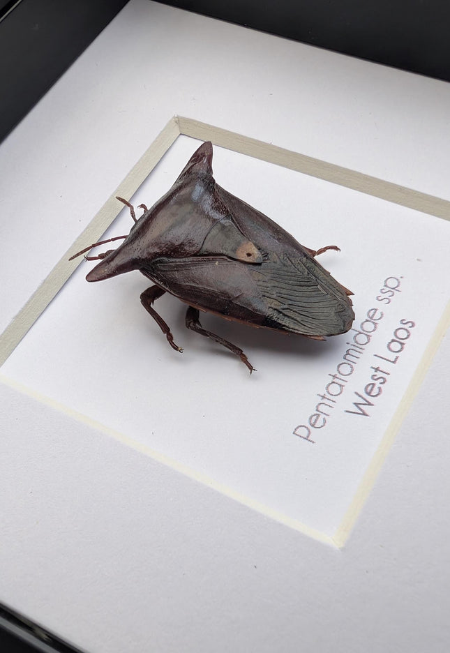 Framed Embolosterna taurus, Pentatomidae, Bull-horn shield bug  from Laos, frame 4" x 4 "