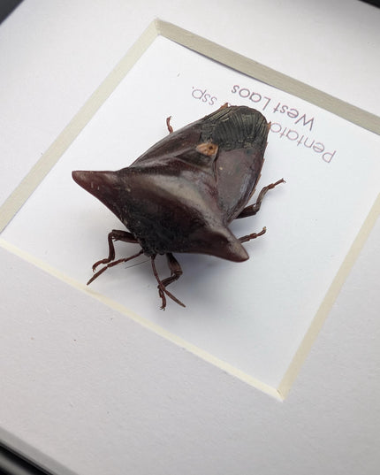 Framed Embolosterna taurus, Pentatomidae, Bull-horn shield bug  from Laos, frame 4" x 4 "