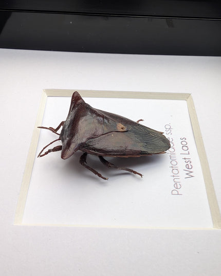 Framed Embolosterna taurus, Pentatomidae, Bull-horn shield bug  from Laos, frame 4" x 4 "