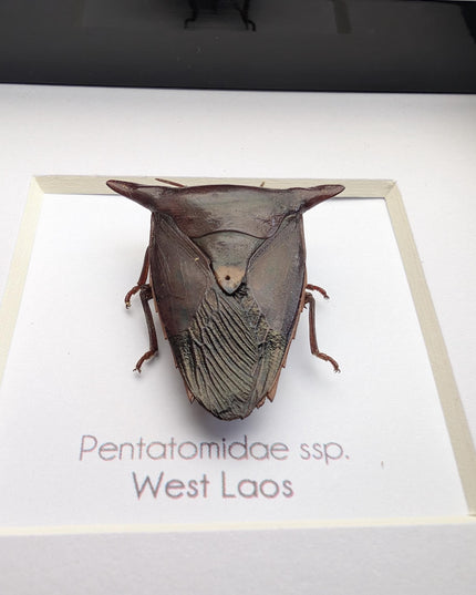 Framed Embolosterna taurus, Pentatomidae, Bull-horn shield bug  from Laos, frame 4" x 4 "