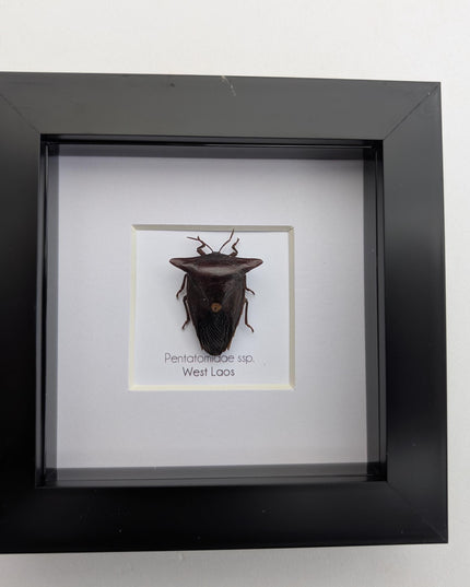 Framed Embolosterna taurus, Pentatomidae, Bull-horn shield bug  from Laos, frame 4" x 4 "
