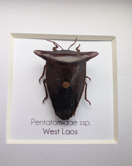 Framed Embolosterna taurus, Pentatomidae, Bull-horn shield bug  from Laos, frame 4" x 4 "