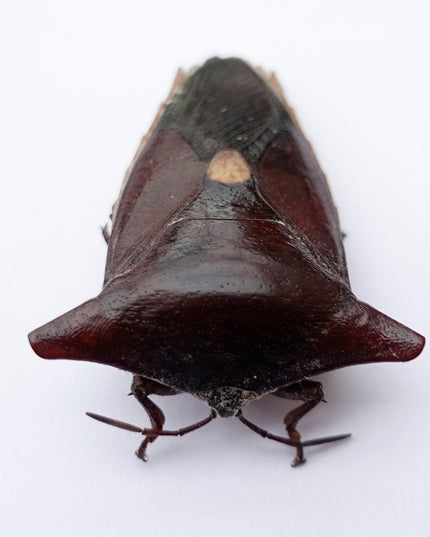 Framed Embolosterna taurus, Pentatomidae, Bull-horn shield bug  from Laos, frame 4" x 4 "