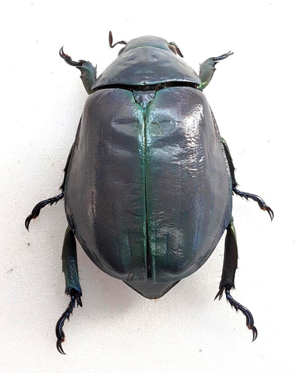 Chrysina adolphi or ssp, purple/green form, female, very rare, Guerrero Mexico | 39mm
