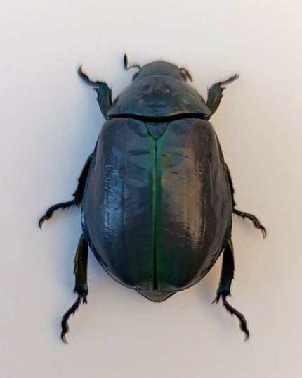 Chrysina adolphi or ssp, purple/green form, female, very rare, Guerrero Mexico | 39mm