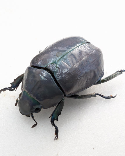 Chrysina adolphi or ssp, purple/green form, female, very rare, Guerrero Mexico | 39mm