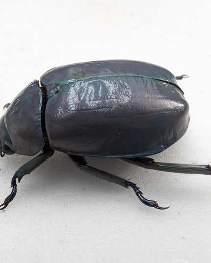 Chrysina adolphi or ssp, purple/green form, female, very rare, Guerrero Mexico | 39mm