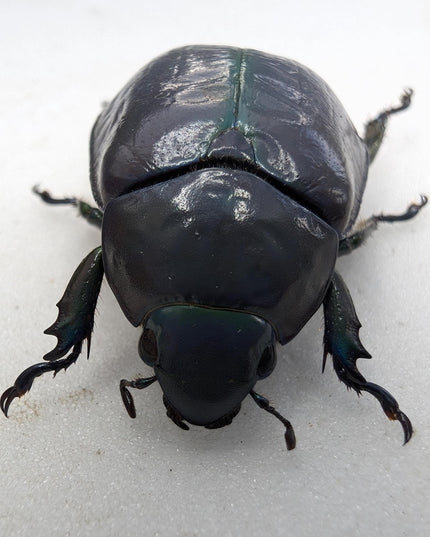 Chrysina adolphi or ssp, purple/green form, female, very rare, Guerrero Mexico | 39mm