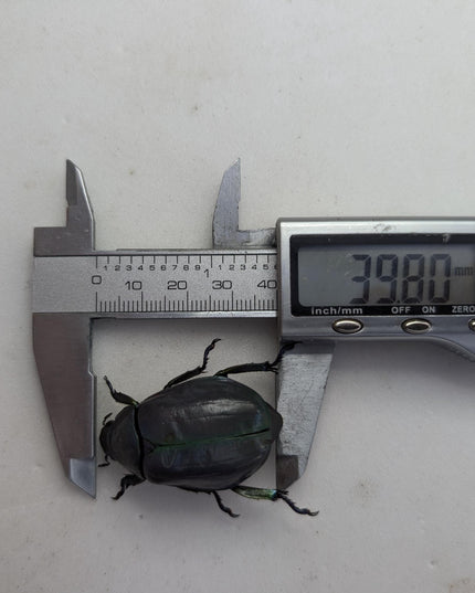 Chrysina adolphi or ssp, purple/green form, female, very rare, Guerrero Mexico | 39mm