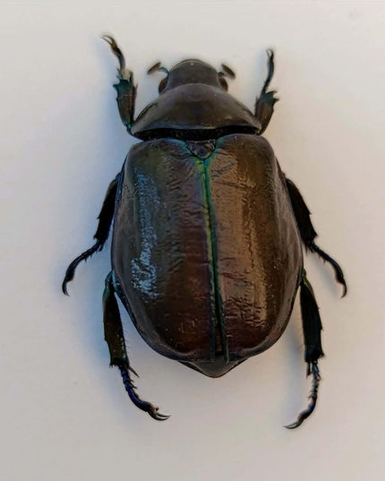 Chrysina adolphi or ssp, purple/green form, female, very rare, Guerrero Mexico | 39mm