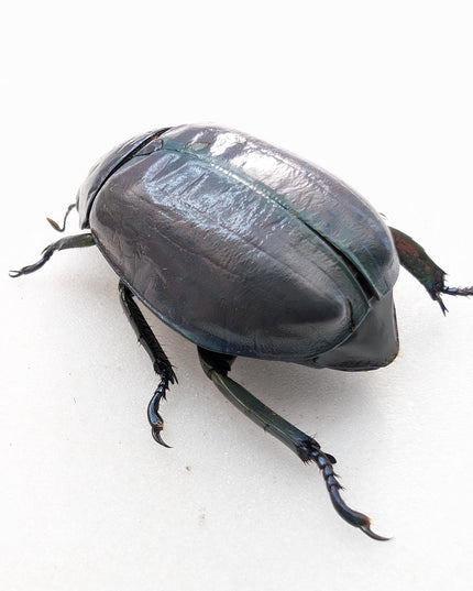 Chrysina adolphi or ssp, purple/green form, female, very rare, Guerrero Mexico | 39mm