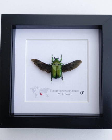 Green flower beetle taxidermy: ethically sourced entomology gift