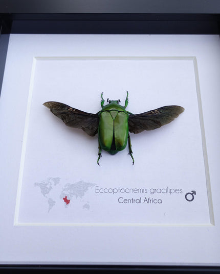 Green flower beetle taxidermy: ethically sourced entomology gift