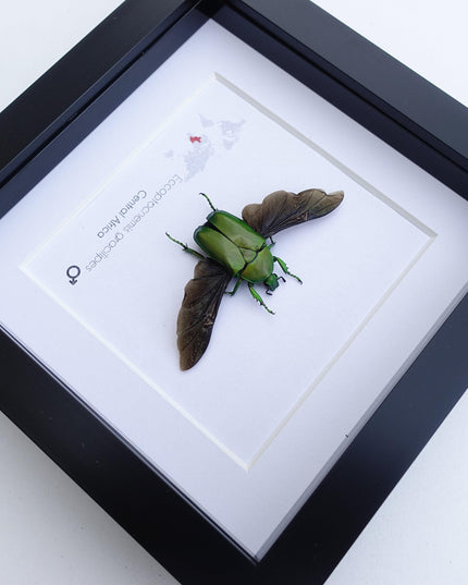 Green flower beetle taxidermy: ethically sourced entomology gift
