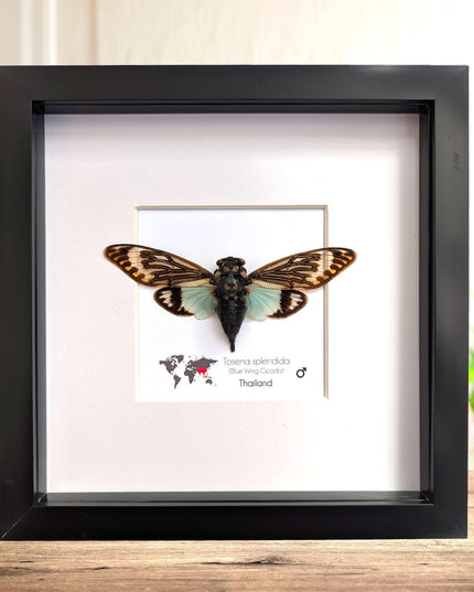 Framed blue cicada - Tosena splendida, Thailand Taxidermy, 8x8 Nature Art