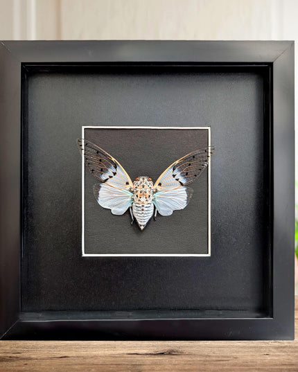 Framed white ghost cicada - Ayuthia spectabile, Malaysia Taxidermy black bacground 8x8 Nature Art