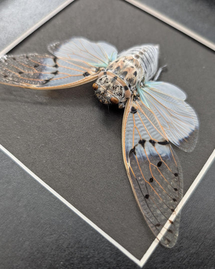 Framed white ghost cicada - Ayuthia spectabile, Malaysia Taxidermy black bacground 8x8 Nature Art