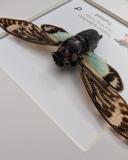 Framed blue cicada - Tosena splendida, Thailand Taxidermy, 8x8 Nature Art