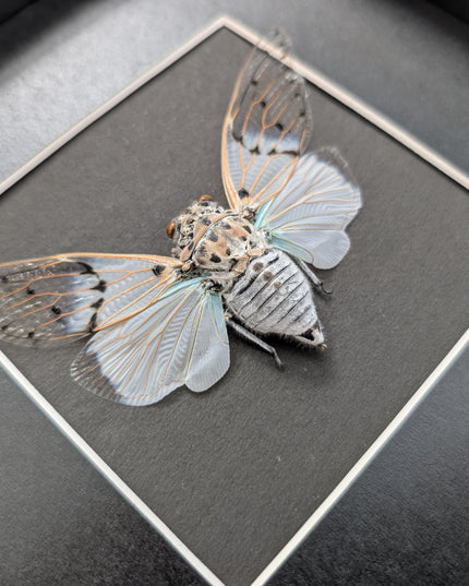 Framed white ghost cicada - Ayuthia spectabile, Malaysia Taxidermy black bacground 8x8 Nature Art