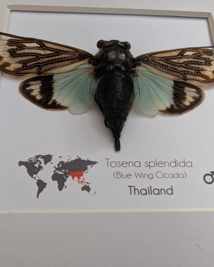 Framed blue cicada - Tosena splendida, Thailand Taxidermy, 8x8 Nature Art