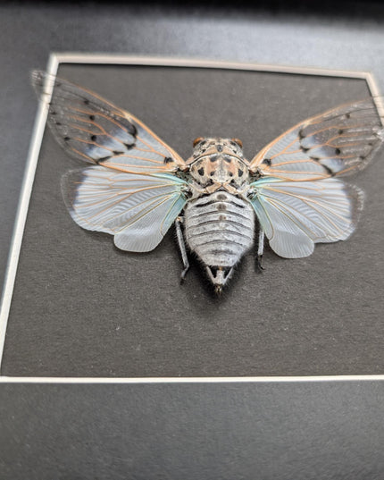 Framed white ghost cicada - Ayuthia spectabile, Malaysia Taxidermy black bacground 8x8 Nature Art