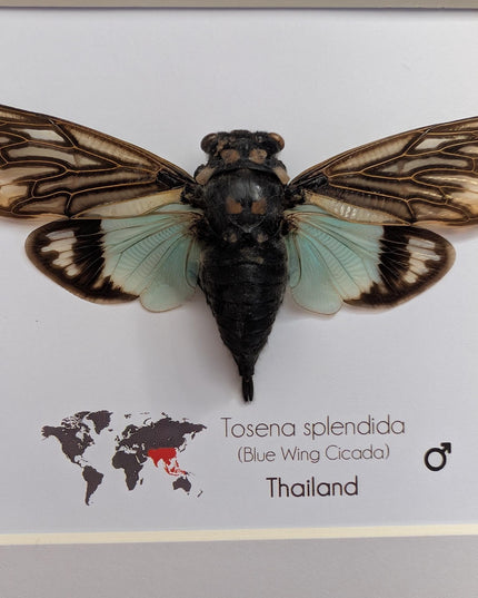 Framed blue cicada - Tosena splendida, Thailand Taxidermy, 8x8 Nature Art