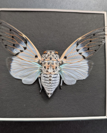 Framed white ghost cicada - Ayuthia spectabile, Malaysia Taxidermy black bacground 8x8 Nature Art