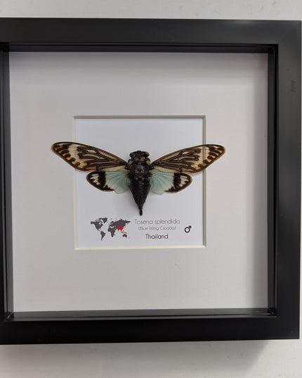 Framed blue cicada - Tosena splendida, Thailand Taxidermy, 8x8 Nature Art
