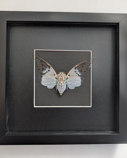 Framed white ghost cicada - Ayuthia spectabile, Malaysia Taxidermy black bacground 8x8 Nature Art