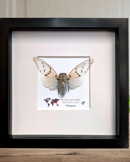 Framed white ghost cicada - Ayuthia spectabile, Malaysia Taxidermy, 8x8 Nature Art