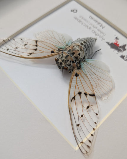 Framed white ghost cicada - Ayuthia spectabile, Malaysia Taxidermy, 8x8 Nature Art