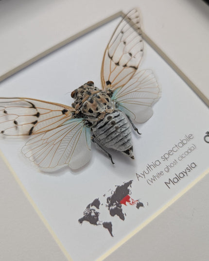 Framed white ghost cicada - Ayuthia spectabile, Malaysia Taxidermy, 8x8 Nature Art