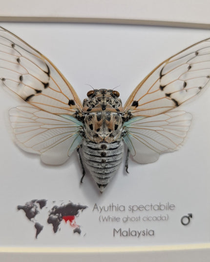 Framed white ghost cicada - Ayuthia spectabile, Malaysia Taxidermy, 8x8 Nature Art